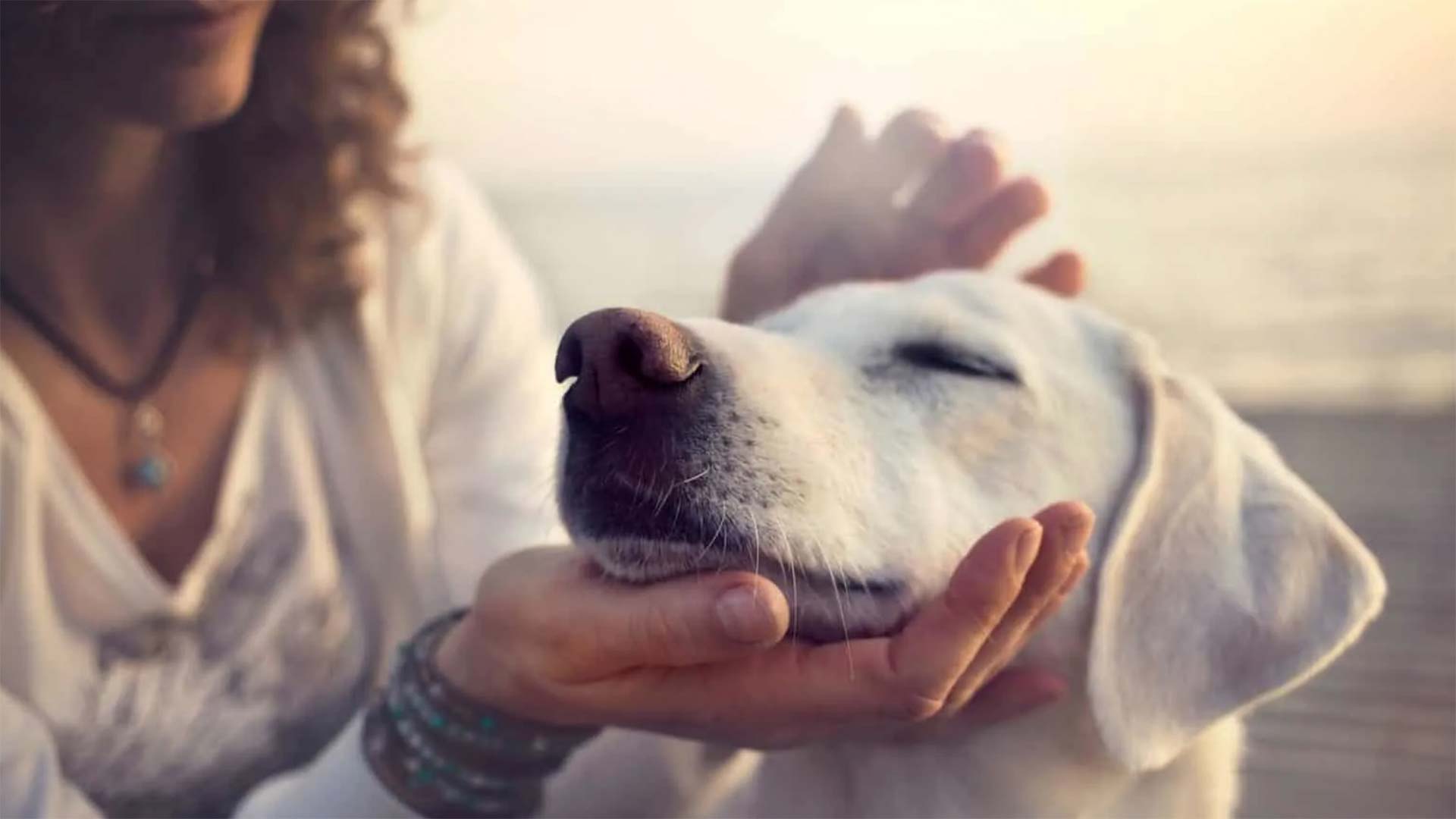 Tierkommunikation